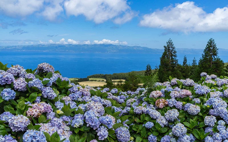 10 địa điểm ngắm hoa du lịch đẹp nhất trên thế giới
