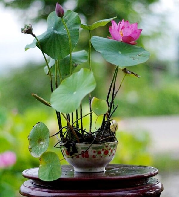 6 loài hoa mang ý nghĩa tốt lành thường được dùng trong phong thủy
