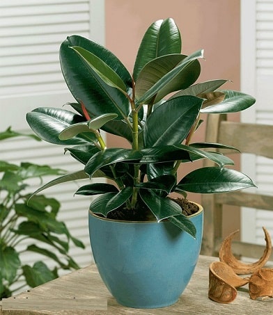 Bạn có biết ý nghĩa thật sự của cây da búp đỏ trong phong thủy?