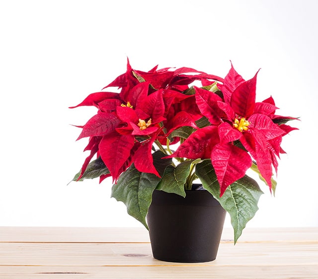 Bàn làm việc phong thủy cho người tuổi Tân Mùi kê hướng nào tốt nhất?