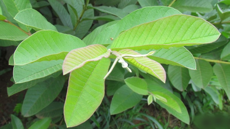 Bật mí bài thuốc dân gian chữa bệnh chàm còn hiệu quả hơn thuốc Tây