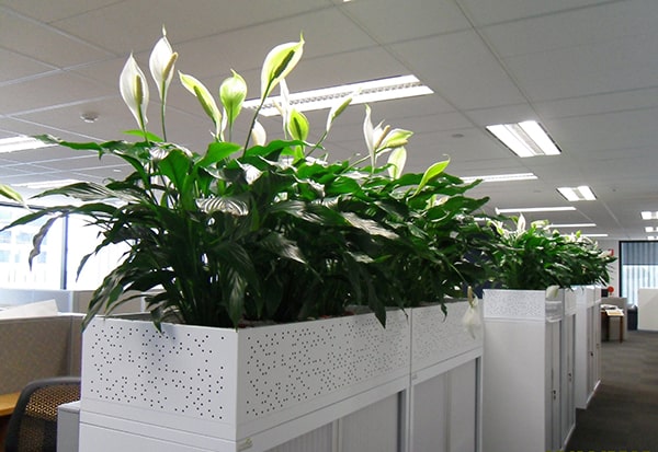 Cách chăm sóc các loại cây cảnh phong thủy trong văn phòng