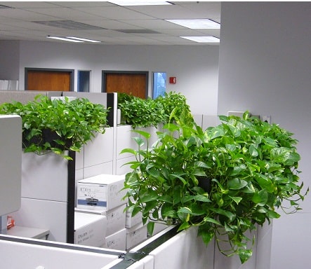 Cách chăm sóc các loại cây cảnh phong thủy trong văn phòng