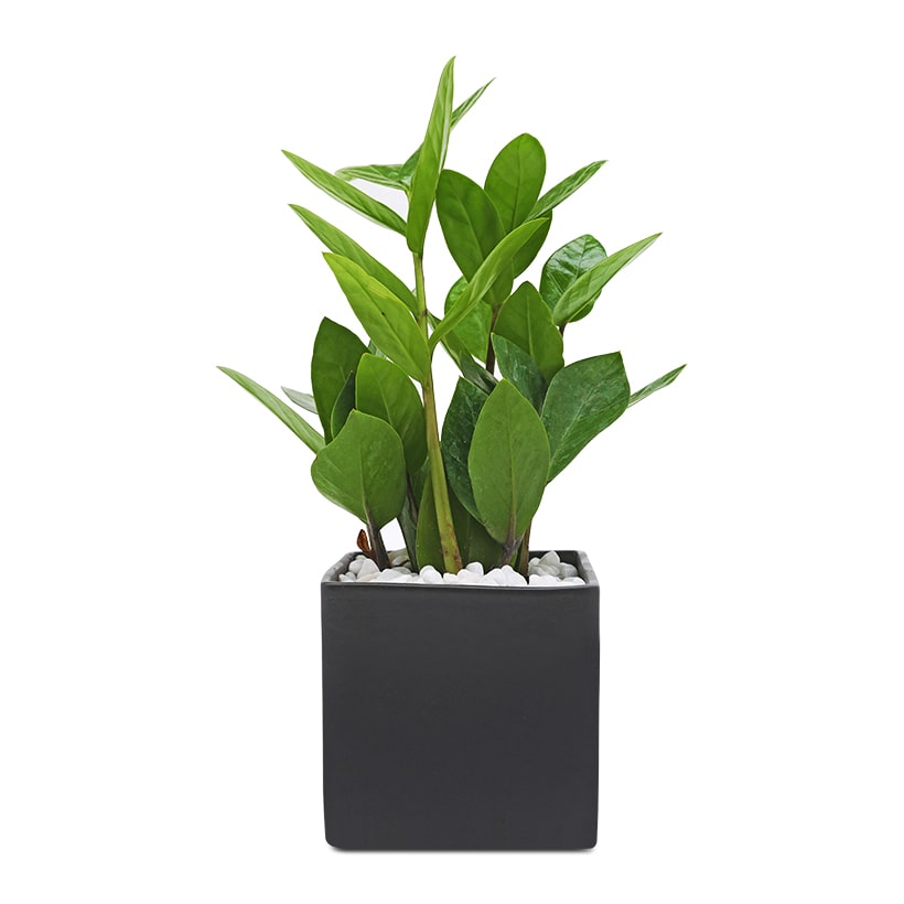 Cây cảnh phong thủy nào hợp với người tuổi Dần?