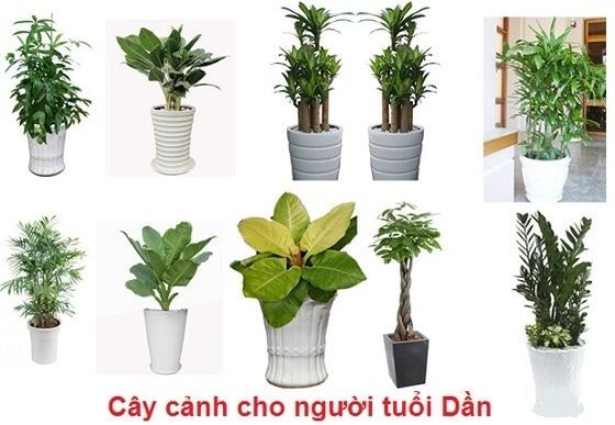 Cây cảnh phong thủy nào hợp với người tuổi Dần?