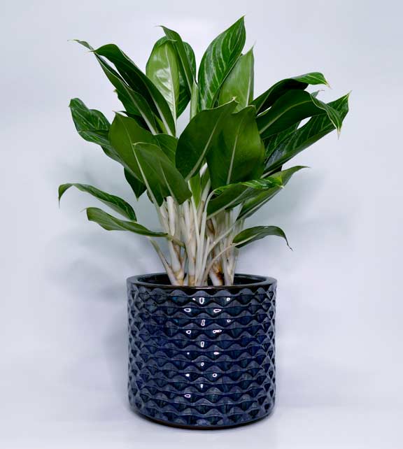 Gợi ý lựa chọn cây cảnh phong thủy phù hợp cho người tuổi Ngọ