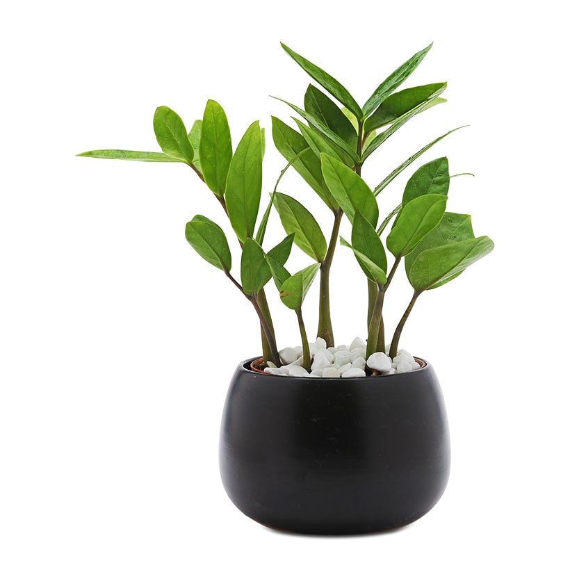 Gợi ý lựa chọn cây cảnh phong thủy phù hợp cho người tuổi Ngọ