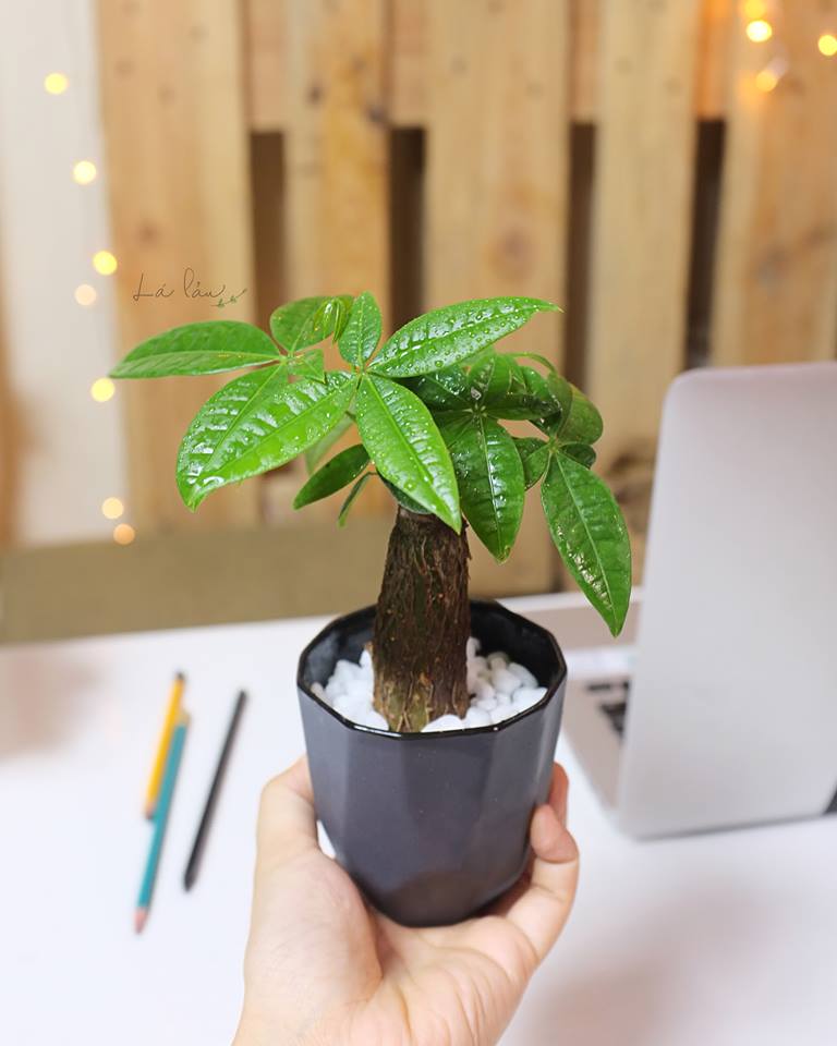 Gợi ý lựa chọn cây cảnh phong thủy phù hợp cho người tuổi Ngọ