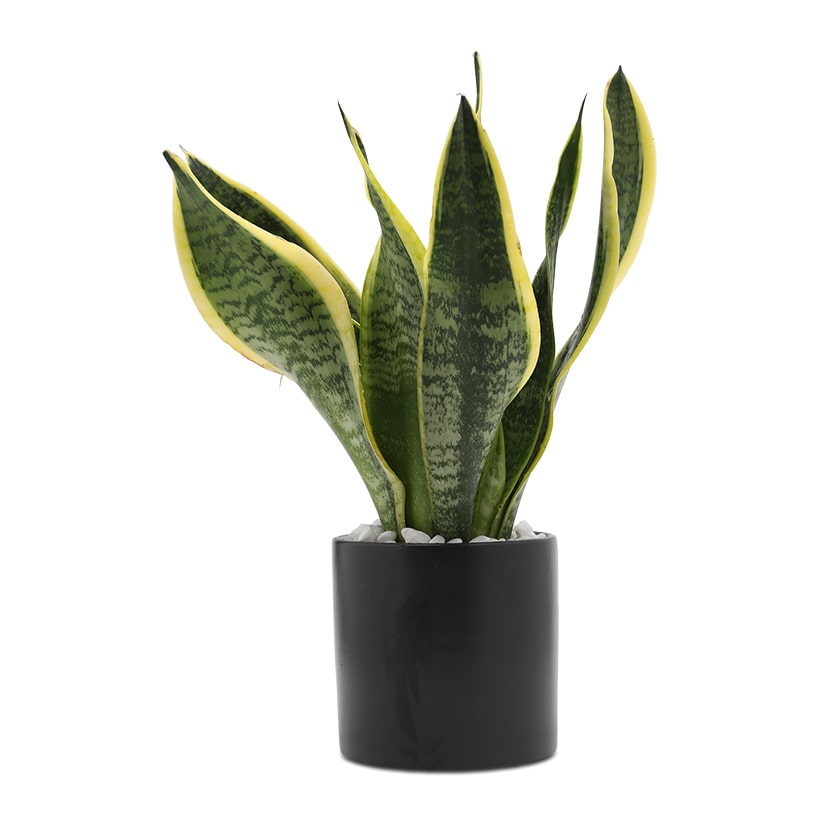 Gợi ý lựa chọn cây cảnh phong thủy phù hợp cho người tuổi Ngọ