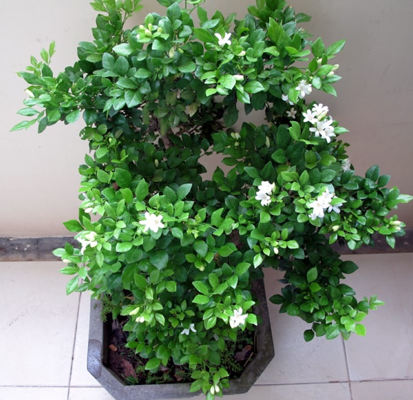 Khám phá bí mật của loài cây nguyệt quế trong phong thủy
