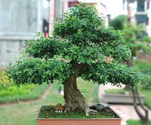 Khám phá bí mật của loài cây nguyệt quế trong phong thủy
