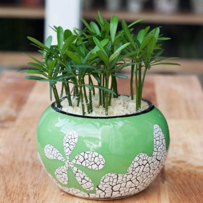 Cây cảnh phong thủy hợp với người tuổi Thìn