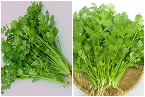 Ngạc nhiên với 10 tác dụng trị bệnh của rau mùi không phải ai cũng biết