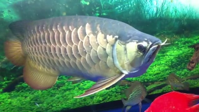 Những chú ý khi chọn cá cảnh phong thủy cho người mệnh Kim