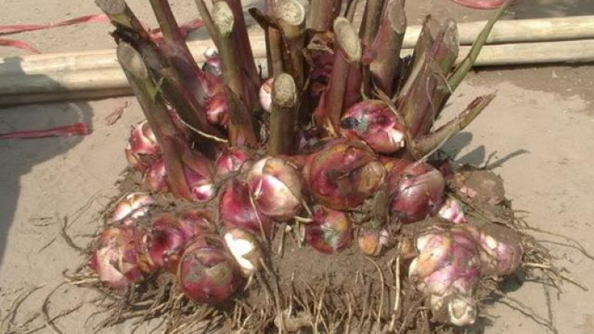 Những hiệu quả chữa bệnh mà ít tai ngờ tới của củ riềng