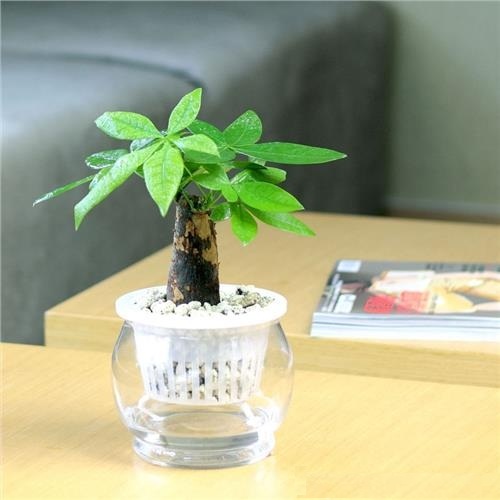 Những loại cây cảnh phong thủy phù hợp nhất cho người mệnh Mộc