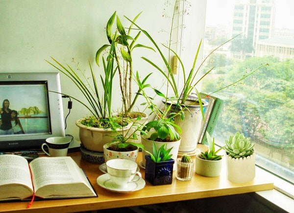 Những loại cây cảnh phong thủy phù hợp nhất cho người mệnh Mộc