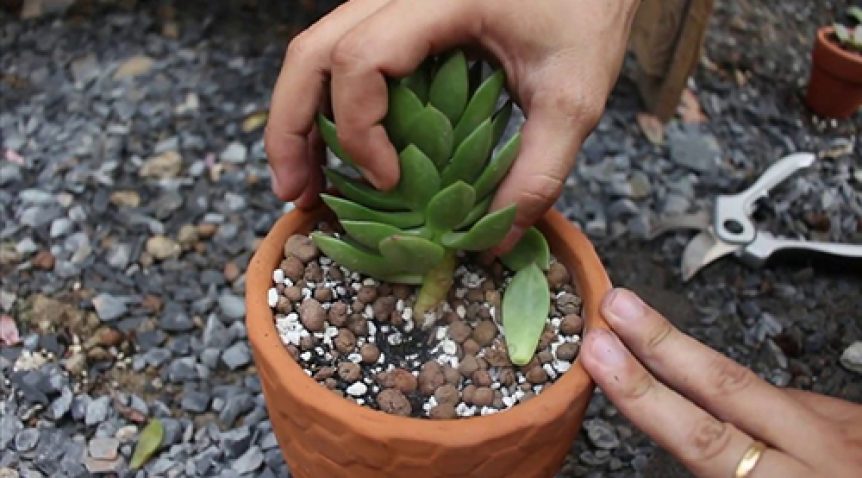 Những lưu ý không nên bỏ qua khi trồng và chăm sóc sen đá phong thủy