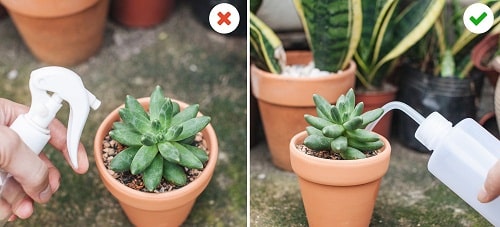 Những lưu ý không nên bỏ qua khi trồng và chăm sóc sen đá phong thủy