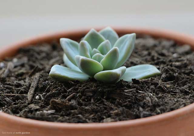 Những lưu ý không nên bỏ qua khi trồng và chăm sóc sen đá phong thủy