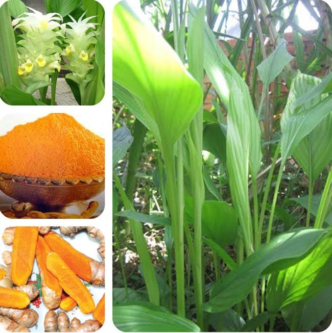 Thuốc của mọi nhà: Một củ nghệ nho nhỏ có thể trị bách bệnh