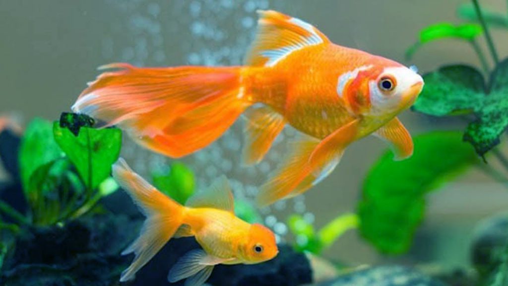 Tổng hợp những loài cá cảnh phong thủy mang lại may mắn và tài lộc