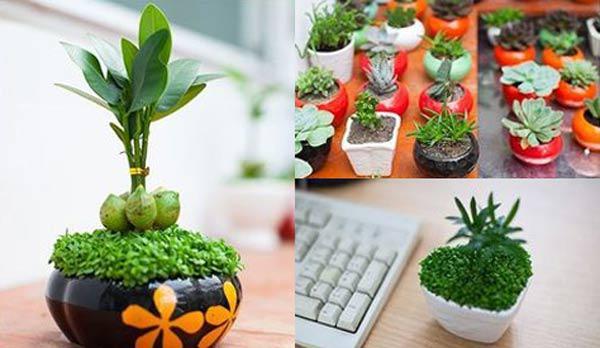 Hiểu được ý nghĩa của các loại cây cảnh phong thủy