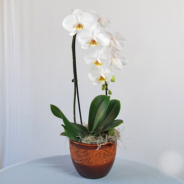 Cây lan hồ điệp