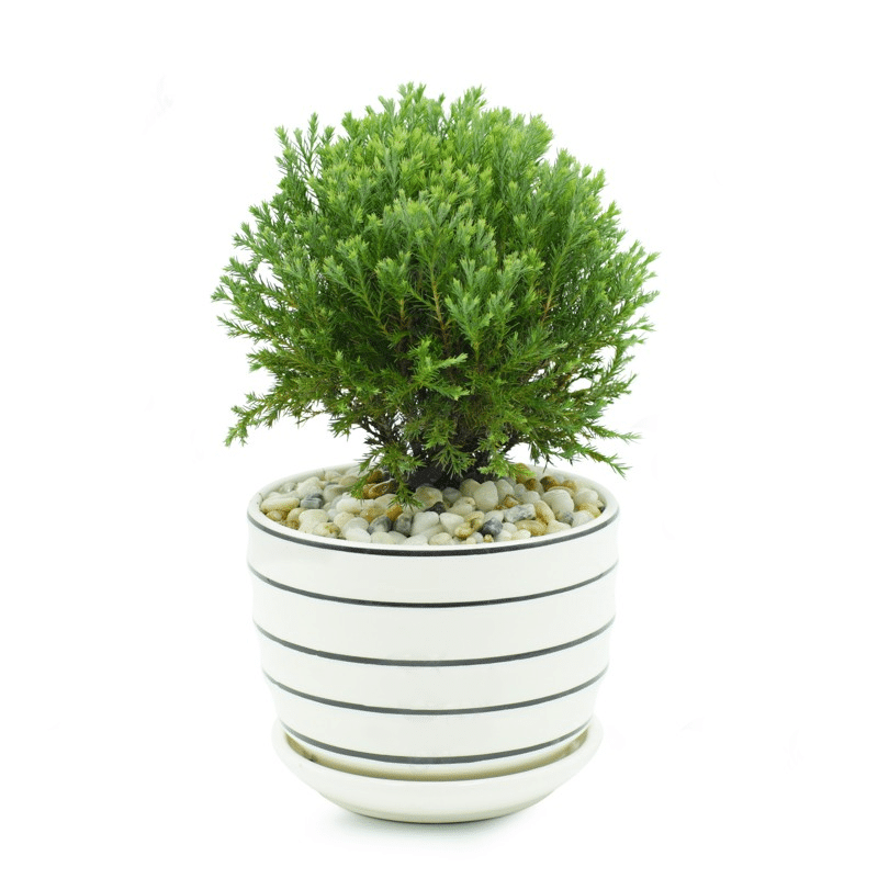 Cây tùng bồng lai