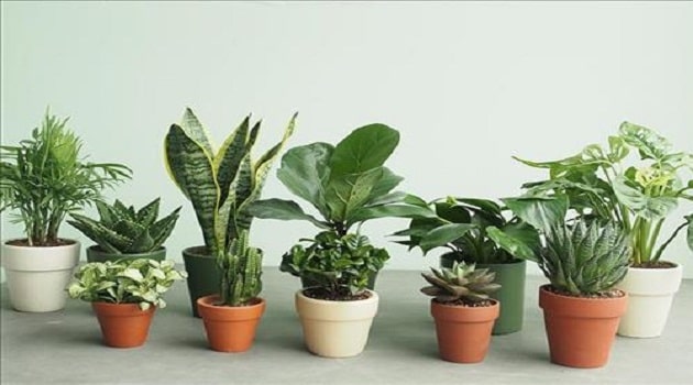 6 loại cây cảnh phong thủy văn phòng cho người tuổi Sửu