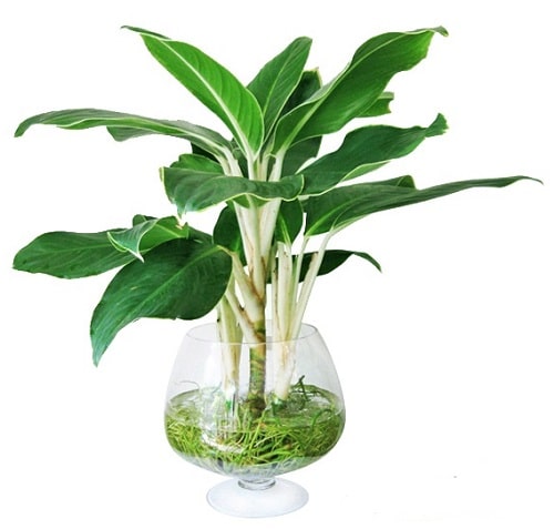 Cây bạch mã hoàng tử