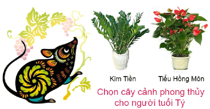6 loại cây cảnh phong thủy văn phòng cho người tuổi Tý