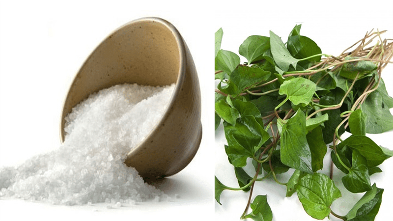 Những bài thuốc hay chữa nhiều bệnh thường gặp từ rau diếp cá