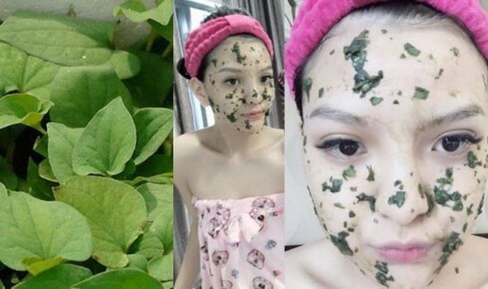 Những bài thuốc hay chữa nhiều bệnh thường gặp từ rau diếp cá