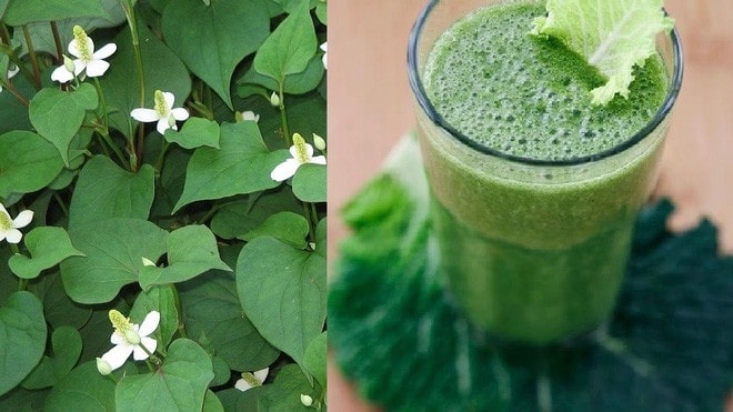 Những bài thuốc hay chữa nhiều bệnh thường gặp từ rau diếp cá