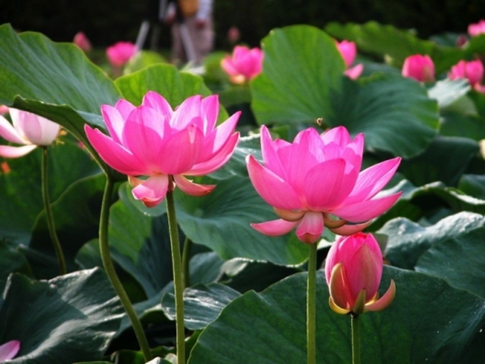 Ý nghĩa đặc thù của hình tượng hoa sen trong Phật giáo
